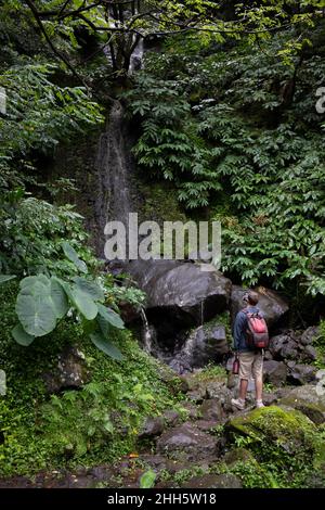 Randonneur mâle admirant une petite cascade dans une forêt verdoyante luxuriante Banque D'Images