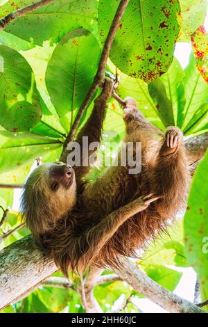 Sloth suspendu à des branches d'arbre Banque D'Images