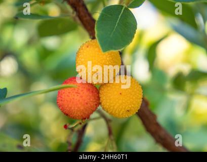 Fruit Medronho (arbre à fraises) Arbutus unedo, un fruit utilisé pour la célèbre liqueur de la région de l'Algarve au Portugal Banque D'Images