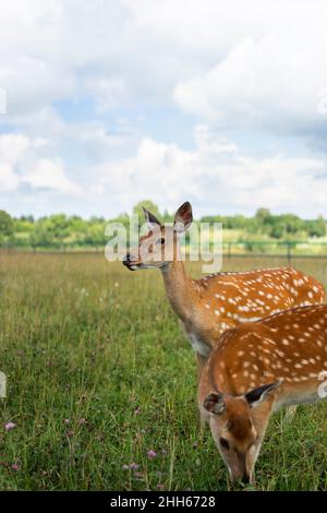 Cerf mangeant de l'herbe sur le terrain vert Banque D'Images