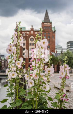 Allemagne, Hambourg, Pink hollyhocks se bloquit contre l'entrepôt de Speicherstadt Banque D'Images