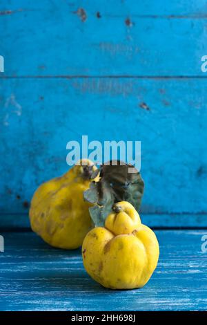 Studio de deux quinces mûres sur une surface en bois bleu Banque D'Images