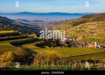 Allemagne, Bade-Wurtemberg, Vogtsburg im Kaiserstuhl, vignobles entourant la ville rurale dans la gamme Kaiserstuhl Banque D'Images