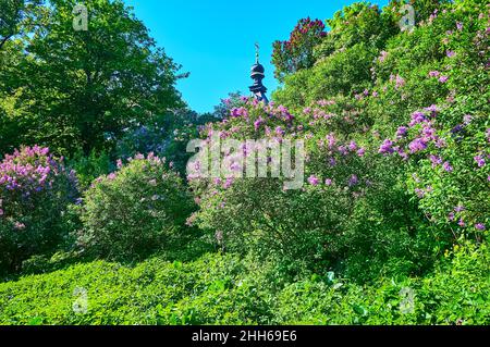 La colline du jardin botanique est couverte de fourrés de lilas en fleurs, Kiev, Ukraine Banque D'Images