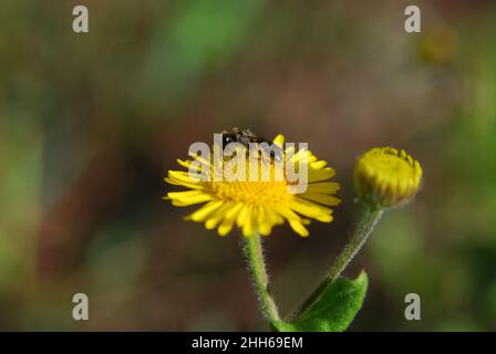 Abeille sur une fleur, gros plan. Banque D'Images