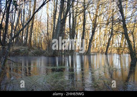 Réflexion d'arbres dans les eaux marécageuses du parc national de Darss, Mecklenburg, Allemagne Banque D'Images