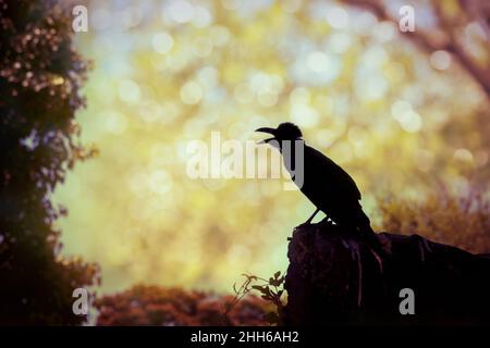 Silhouette d'un corbeau sur pierre sur un flou abstrait jaune doré scintillant bokeh lumières arrière-plan.Style d'image vintage.À l'extérieur. Banque D'Images