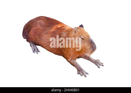 Un Capybara (hydrochoerus hydrochaeris) endormi, isolé sur fond blanc.Le capybara est le plus grand rongeur Banque D'Images