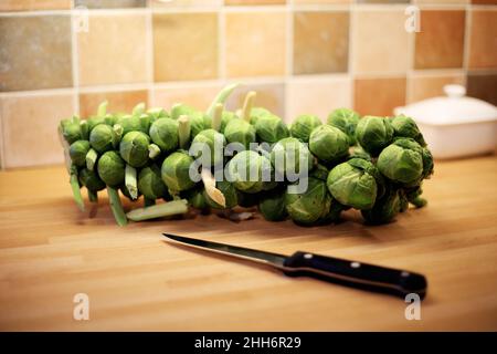 Une tige de choux de Bruxelles prête pour la préparation de la cuisine se trouve sur un plan de travail/table de cuisine à côté d'un couteau tranchant Banque D'Images