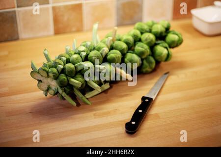 Une tige de choux de Bruxelles prête pour la préparation de la cuisine se trouve sur un plan de travail/table de cuisine à côté d'un couteau tranchant Banque D'Images