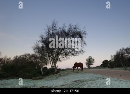 New Forest Pony près de Hatchet Pond dans la nouvelle forêt Banque D'Images