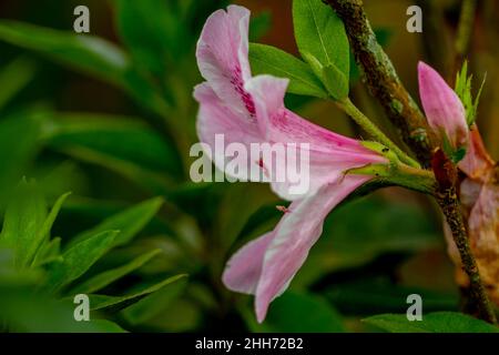 Les fleurs de la plante de Rhododendron indicum sont une combinaison de rouge et de blanc, est une espèce de Rhododendron d'Azalea indigène au Japon Banque D'Images