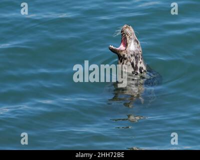 Phoque gris (Halichoerus grypus) bâillette femelle alors qu'elle flotte dans la mer dans une baie abritée avec sa tête vers le haut, The Gower, pays de Galles, Royaume-Uni, août. Banque D'Images