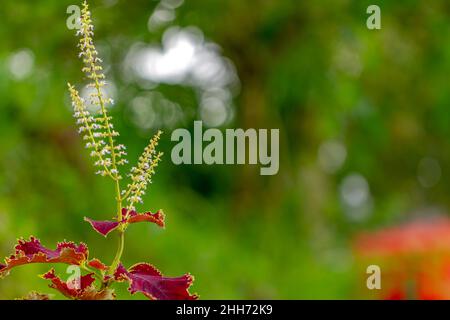 Amaranthus tricolor, connu sous le nom d'amaranth comestible, est une espèce de plantes à fleurs du genre Amaranthus, qui fait partie de la famille des Amaranthaceae Banque D'Images