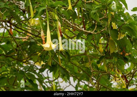 Les fleurs de la plante améthyste sont en trompette, de couleur jaune pâle.Amethyst (Datura metel) est une plante à fleurs appartenant au Solanaceae t Banque D'Images