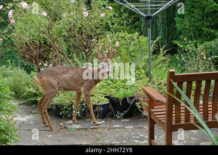 Le cerf de Virginie (Capranolus capranolus) se latte après avoir paître les plantes en pot sur un patio, Wiltshire, Royaume-Uni, septembre. Banque D'Images