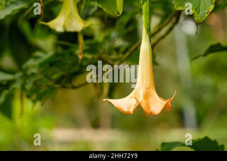 Les fleurs de la plante améthyste sont en trompette, de couleur jaune pâle.Amethyst (Datura metel) est une plante à fleurs appartenant au Solanaceae t Banque D'Images