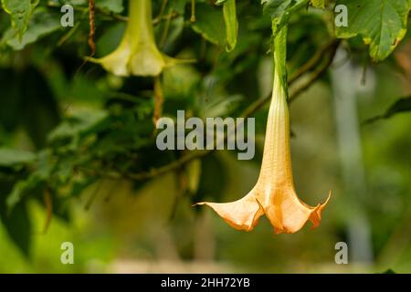 Les fleurs de la plante améthyste sont en trompette, de couleur jaune pâle.Amethyst (Datura metel) est une plante à fleurs appartenant au Solanaceae t Banque D'Images