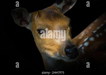 Un cerf de près à neunkirchen en sarre en été, espace copie Banque D'Images