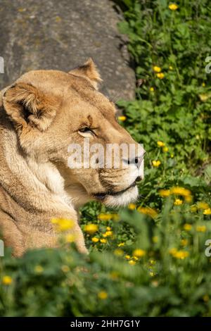 Lioness au zoo de Five Sisters, à Polbeth, à Livingston, en Écosse. Banque D'Images