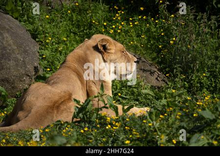 Lioness au zoo de Five Sisters, à Polbeth, à Livingston, en Écosse. Banque D'Images