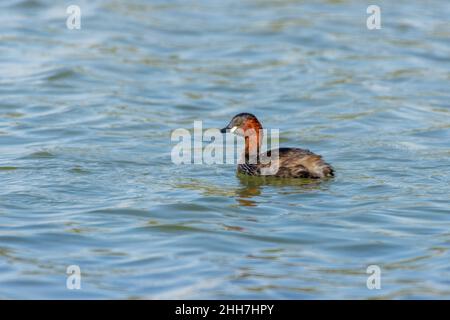 Little Grebe (Tachybaptus ruficollis), également connu sous le nom de dabchick nageant dans l'eau au coucher du soleil. Banque D'Images