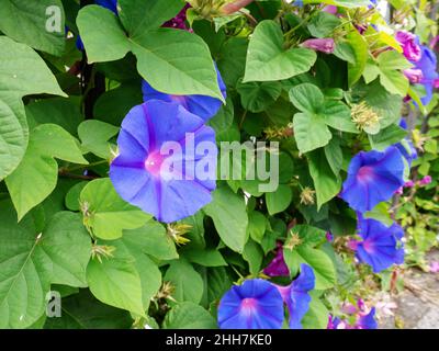 Blue Morning Glory ou koali awa ou Ipomoea indica fleurs en trompette bleu vif et feuilles en forme de coeur. Banque D'Images