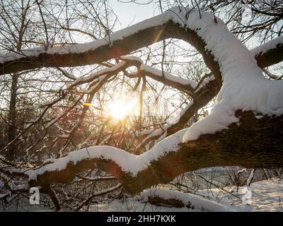 Magnifique coucher de soleil d'hiver dans la forêt.Le soleil couchant brille à travers les branches de l'arbre Banque D'Images