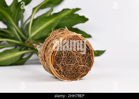 Boule de racine de la plante à rootbound ayant besoin d'être rempotté sur fond blanc Banque D'Images