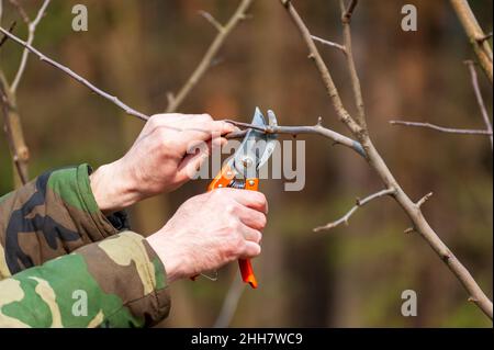 Élagage des arbres. Le fermier s'occupe du verger . Banque D'Images
