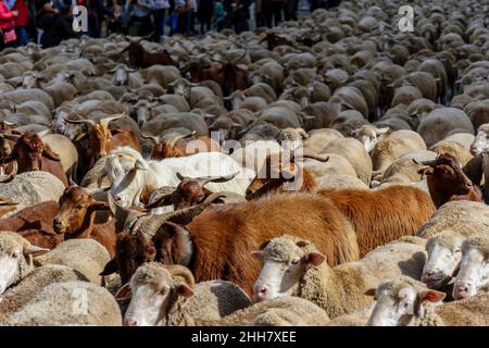 MADRID, ESPAGNE, 21 octobre 2018 Calle Alcalá.Festival de transhumance 2018.Vous traversera les rues de Madrid Banque D'Images