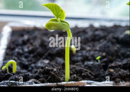 Germination des plantes de haricots au début du printemps sur le rebord de la fenêtre pour plantation dans le jardin de près Banque D'Images