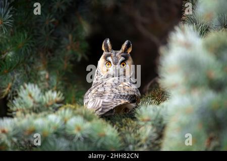 Un jeune hibou près s'assoit dans un arbre et regarde la caméra.Scène sauvage de la nature Banque D'Images