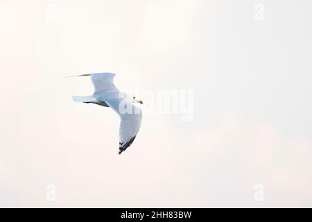 La tête d'Audouin (Ichthyaetus audouinii) survolant la mer Méditerranée. Banque D'Images