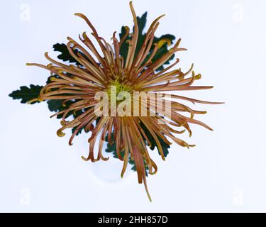 Vue isolée d'un magnifique Chrysanthemum jaune Banque D'Images