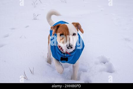 Bicolore Jack Russell Terrier debout sur la neige dehors dans un gilet bleu et collier rouge avec une suspension sous forme d'os noir, il regarde à la ca Banque D'Images