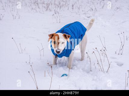 Bicolore Jack Russell Terrier debout sur la neige dehors dans un gilet bleu et collier rouge avec une suspension sous forme d'os noir, il regarde à la ca Banque D'Images