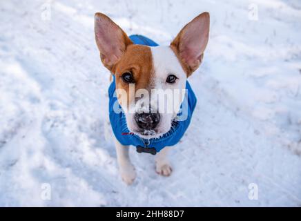 Bicolore Jack Russell Terrier assis sur la neige dehors dans un gilet bleu et collier rouge avec une suspension sous la forme d'un os noir, il regarde la came Banque D'Images