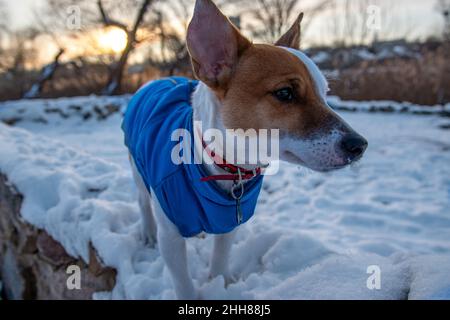 Bicolore Jack Russell Terrier debout sur la neige au parc dans un gilet bleu et collier rouge avec une suspension sous forme d'os noir, regardant sur le Banque D'Images