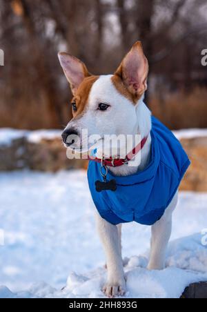 Bicolore Jack Russell Terrier debout sur la neige au parc dans un gilet bleu et collier rouge avec une suspension sous forme d'os noir, regardant sur le Banque D'Images