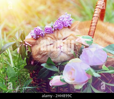 Joli petit chat anglais au gingembre portant une couronne fleurie dans un panier dans le jardin Banque D'Images