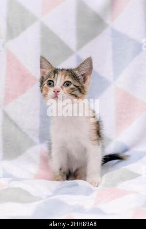 Un petit chaton tricolore mignon est placé sur une couverture légère Banque D'Images