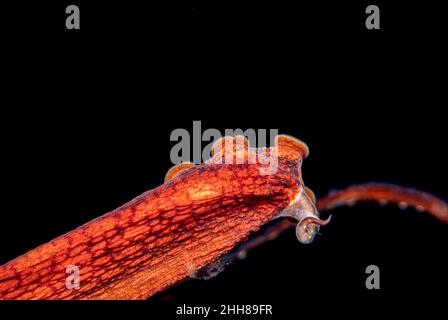 Amputé par un prédateur, pointe de ce jour pieuvre, Octopus cyanoa, tentacule montrant des signes clairs de régénération de membre, Hawaii. Banque D'Images