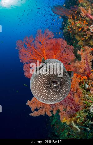 Un pufferfish guinéafowl gonflé, Arothron meleagris, en chute aux Fidji. Banque D'Images