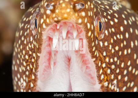 Un regard étroit sur la bouche d'une anguille moray de whitemouth, Gymnothorax meleagris, montrant l'aiguille pointue dans la mâchoire supérieure pour tenir la proie, Hawaii. Banque D'Images