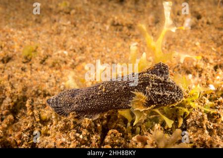 Le velouté fantôme, Paraploactis obbesi, est également connu sous le nom de velvetfish de sulu, Philippines. Banque D'Images