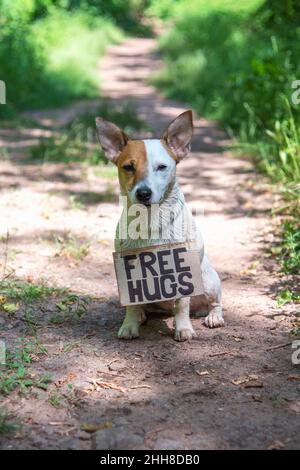 Un chien de race Jack Russell Terrier se trouve dans la forêt sur un chemin, avec un panneau en carton « Free Hugs » sur son cou. Il est mouillé. Sur fond de plat Banque D'Images