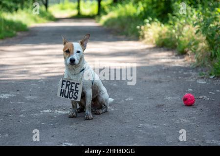 Un chien de race Jack Russell Terrier se trouve dans la forêt sur un chemin, avec un panneau en carton « Free Hugs » sur son cou. Il est couvert de boue, contre un backgro Banque D'Images