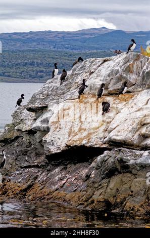 Colonie de cormorans impériaux (Leucocarbo atriceps) dans le chenal Beagle, Ushuaia, Tierra del Fuego, Argentine, Amérique du Sud Banque D'Images