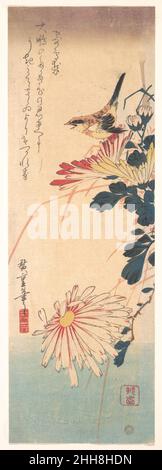 A Wren et Chrysanthemums ca.1830 Utagawa Hiroshige japonais intrigant, l'artiste a emprunté à la fois sa représentation du wren (misosazai) et du ky?ka qui l'accompagne (trente-et-une syllabe verset witty) du livre de poésie Myriad Birds (Momo chidori, ca.1790), illustré par Kitagawa Utamaro et publié environ quatre décennies auparavant.Le poème est sur tomber amoureux d'un courtesan de haut rang et a été composé par Karagoromo Kissh?(1743–1802), un poète samouraï qui fut l'un des pionniers de la renaissance de ky?ka à la fin du xviiie siècle.???????????????????????????????Taih ?pas de takaki kokoro no ki Banque D'Images